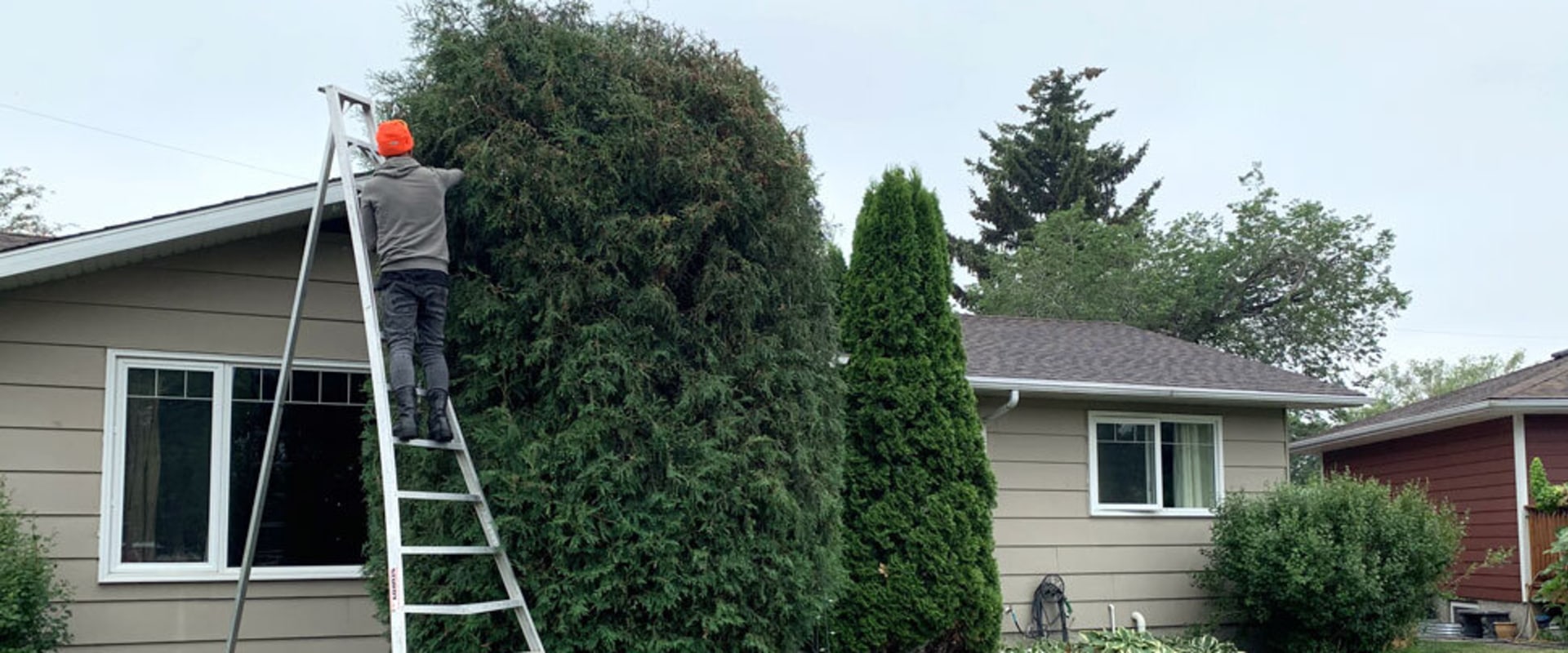 Maximizing The Benefits Of Tree Pruning For Hattiesburg, MS Landscape Engineering