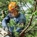 The Ultimate Guide To Tree Trimming And Removal In Scottsdale, AZ: Tips From Landscape Engineering Experts