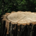 Landscape Engineering Principles That Support Better Tree Care in Columbia, MO